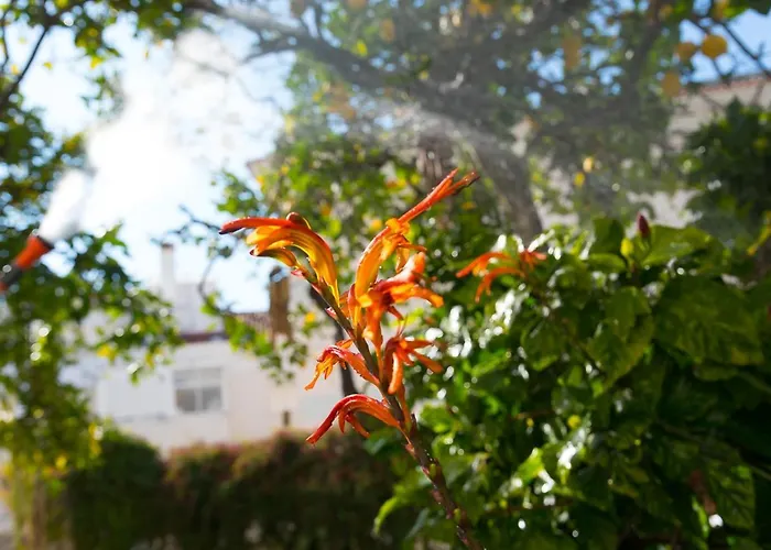 Flat With A Garden In Belem