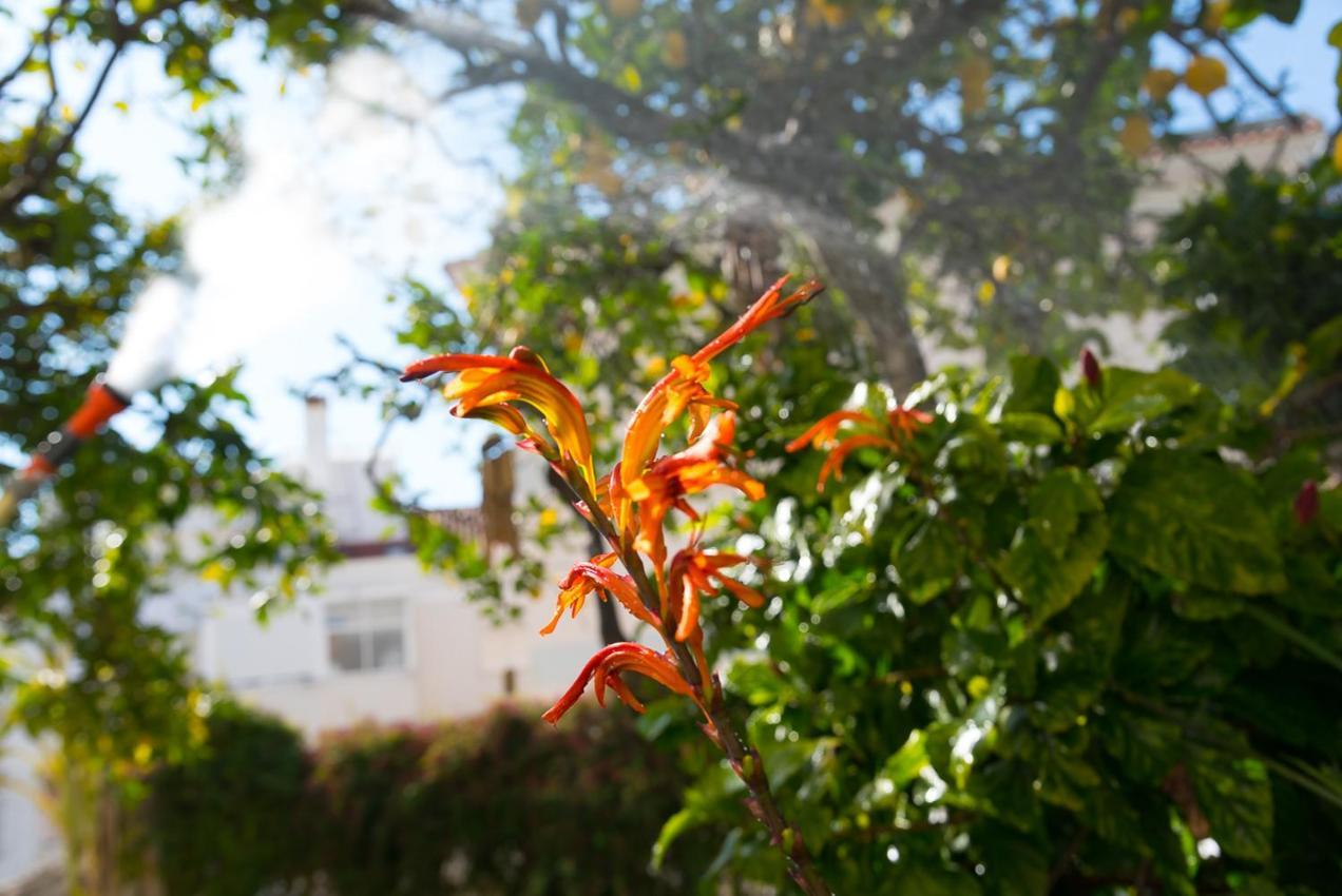 Flat With A Garden In Belem Appartement